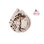 EXCHANGE ALTERNATOR 55AMP 12V